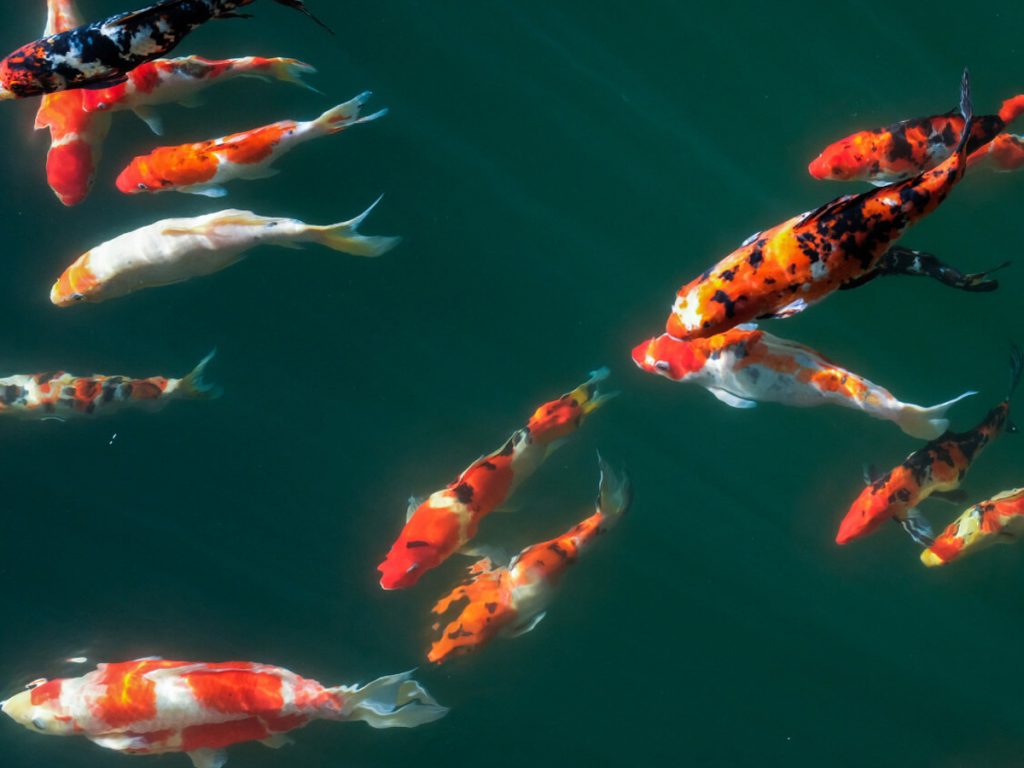 8 Animals With The Longest Lifespan