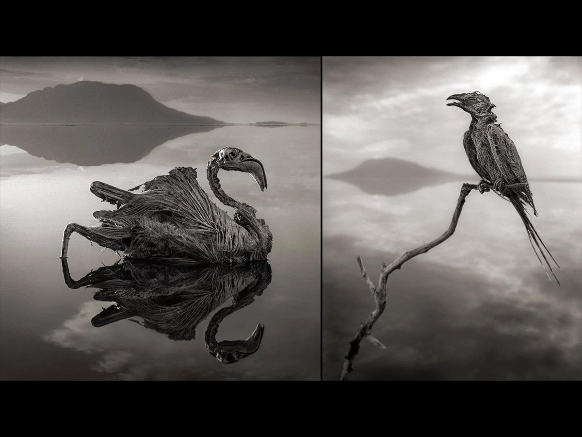 BW stone birds of lake natron