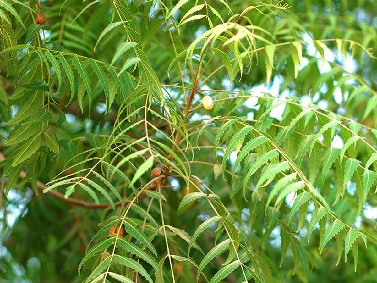 Neem an medicinal plant