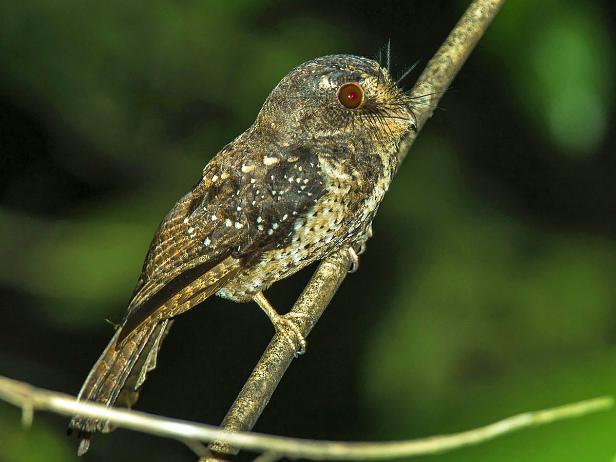 New Caledonian Owlet-Nightjar on a branch 