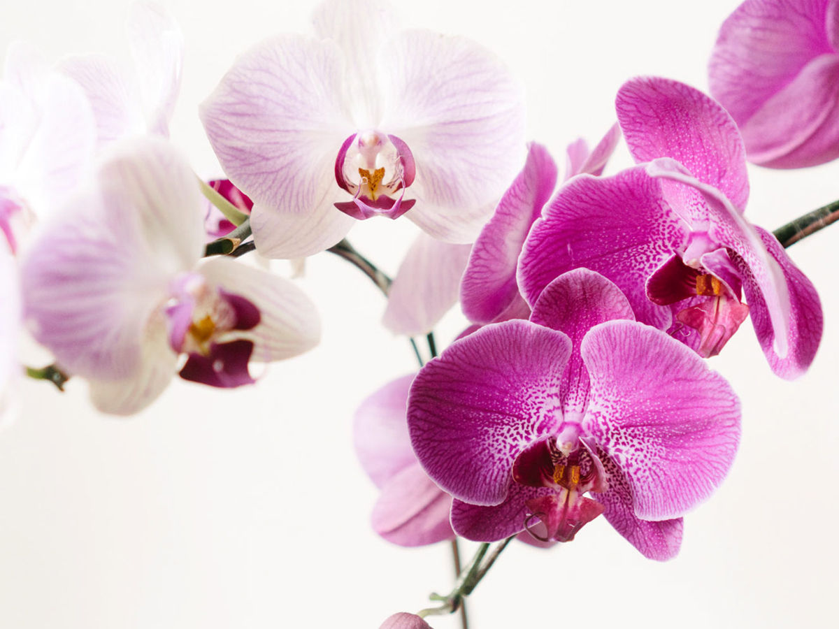 Orchids for Oxygen in night