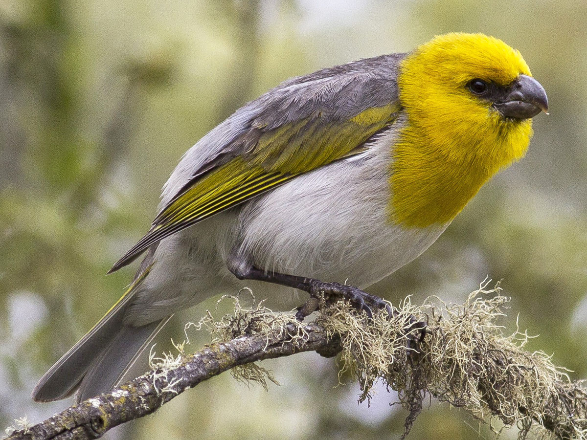 Palila sitting in a branch 