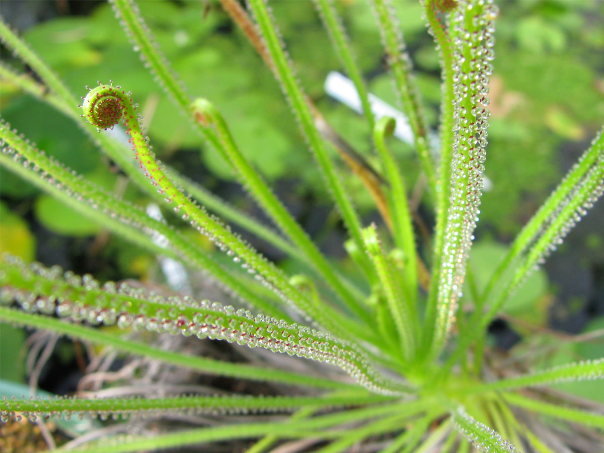 Portuguese Sundew