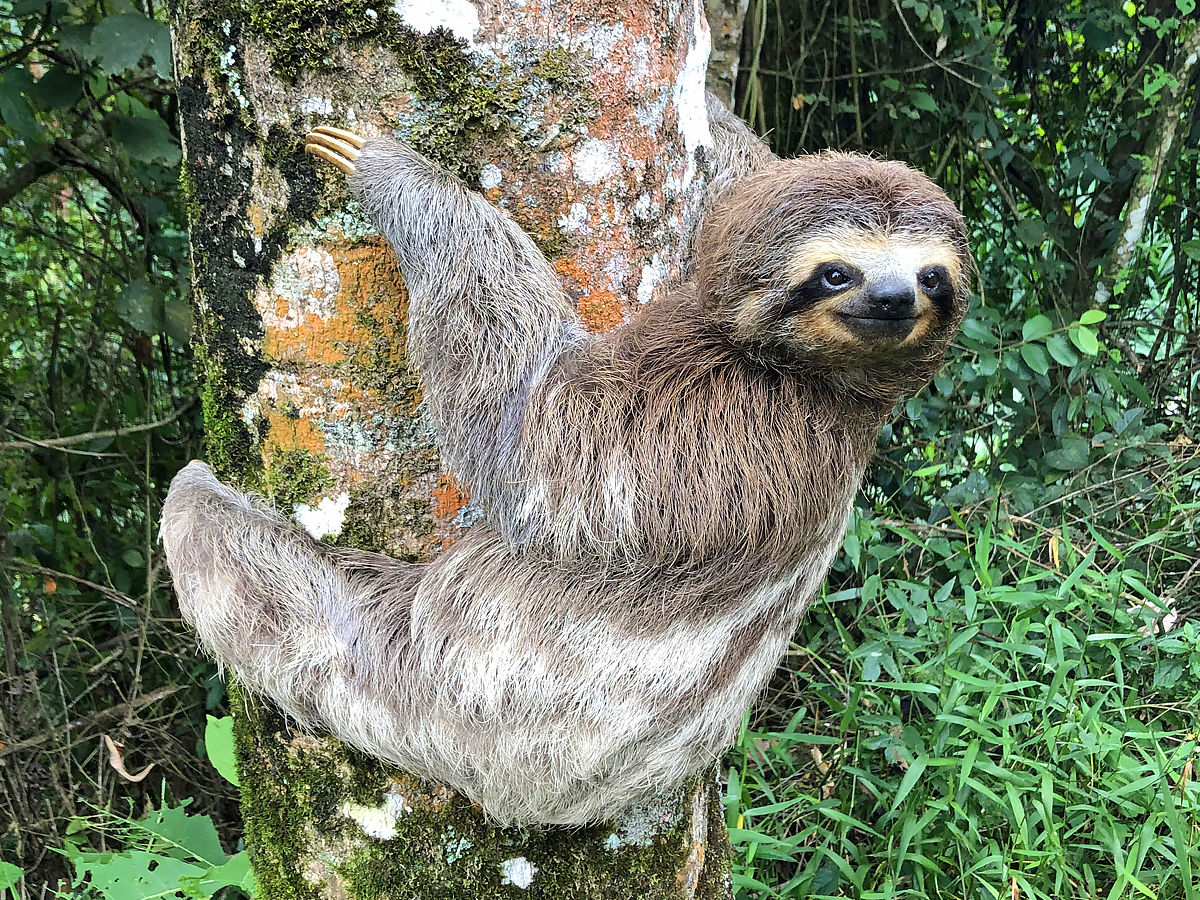 Laziest Animals Sloth