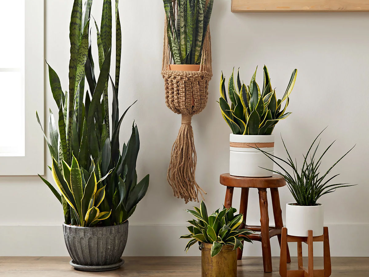 Snake Plant an amazing indoor plant