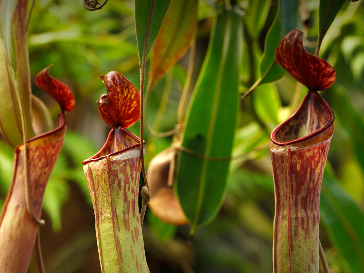 Tropical Pitcher Plant