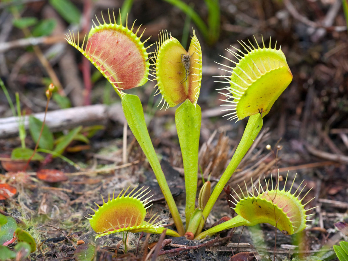 Venus Flytrap