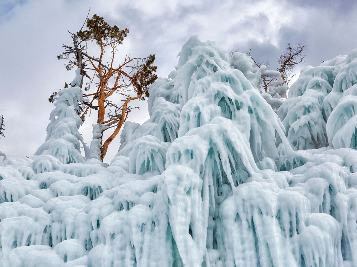 The ice all over vegetation