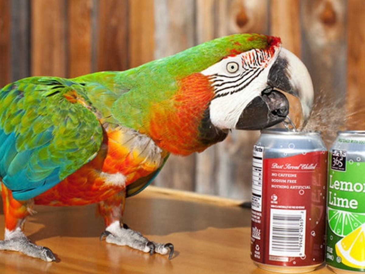 parrot set the world record for opening the highest number of cans in a minute