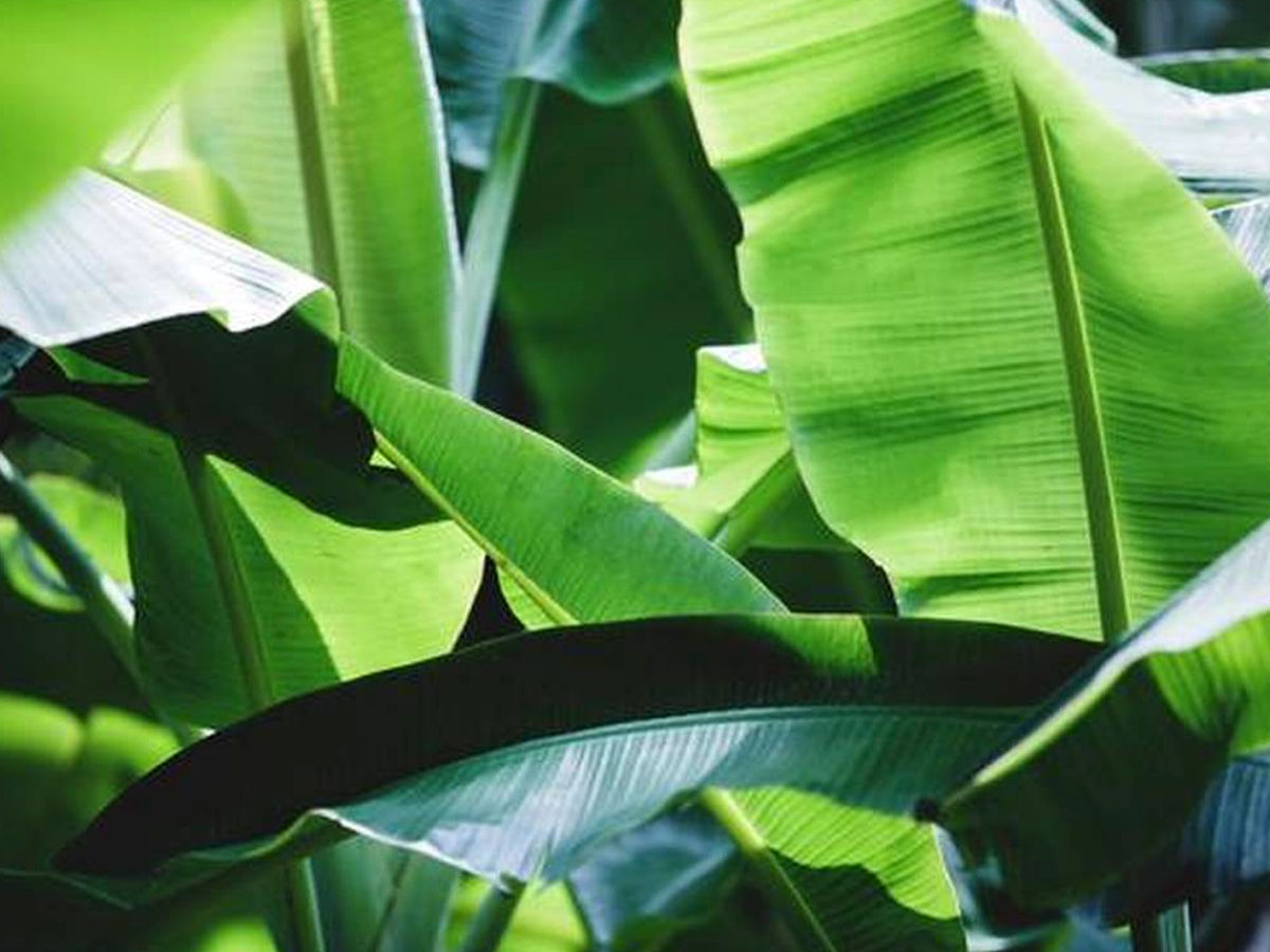 banana leaves has health benefits 