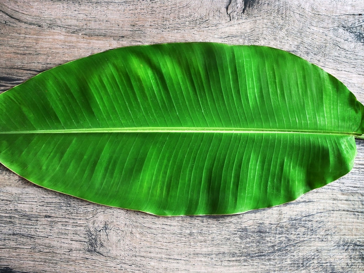 A large banana leaves 