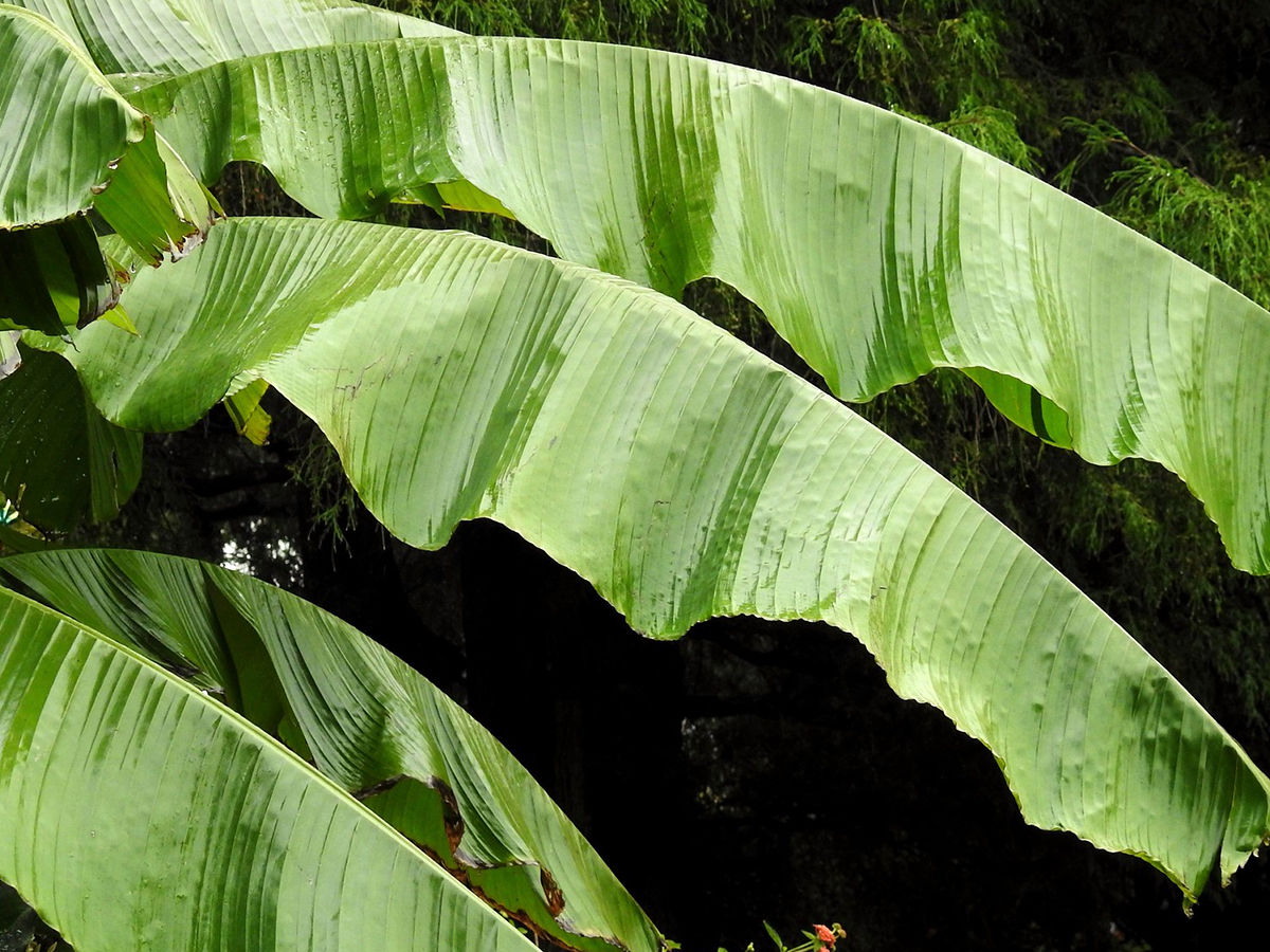 banana leaves has been mentioned in ayurveda 