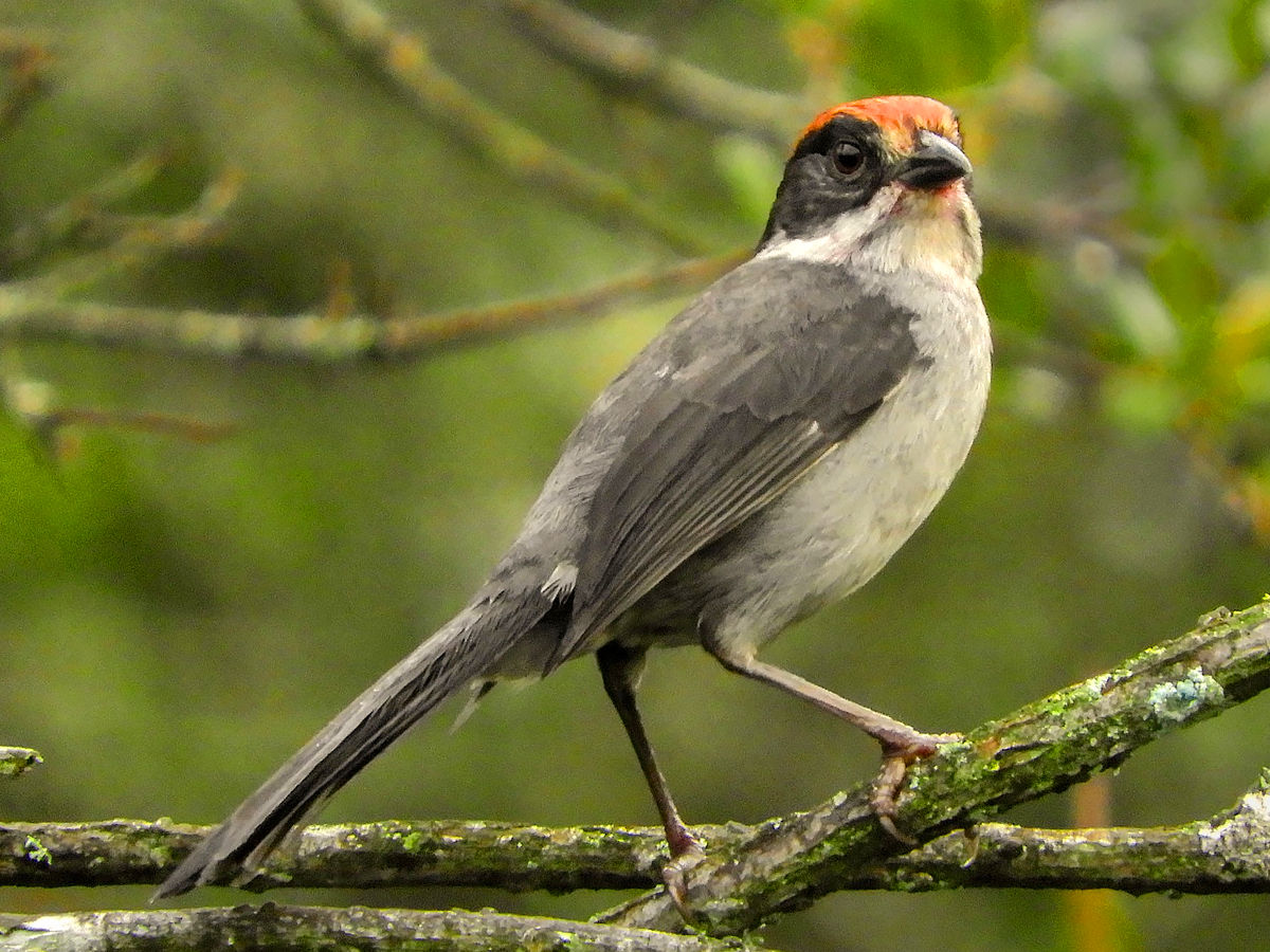 Antioquia Brushfinch