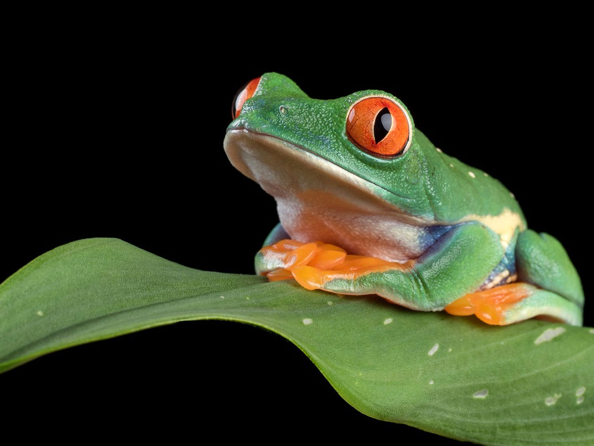 Black-eyed leaf frog