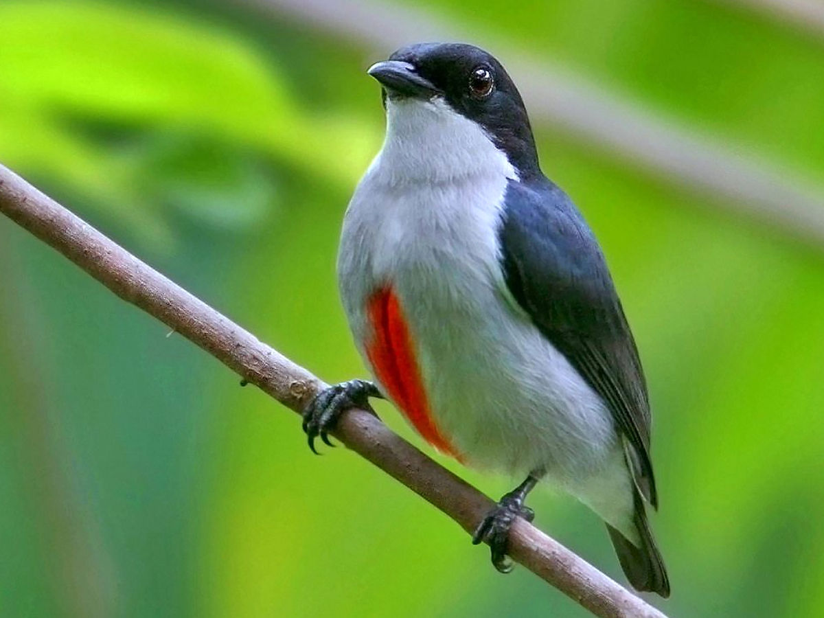 Cebu Flowerpecker