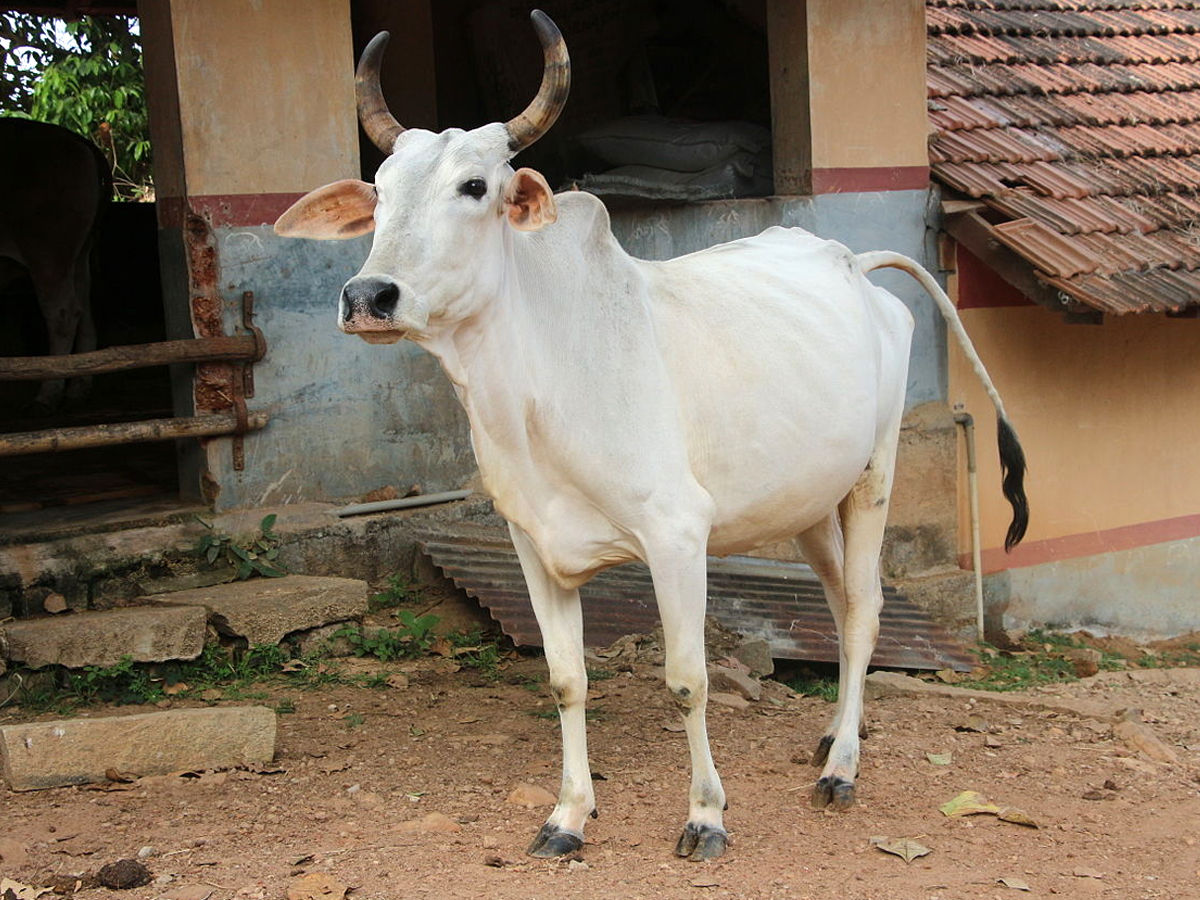 the indian cow