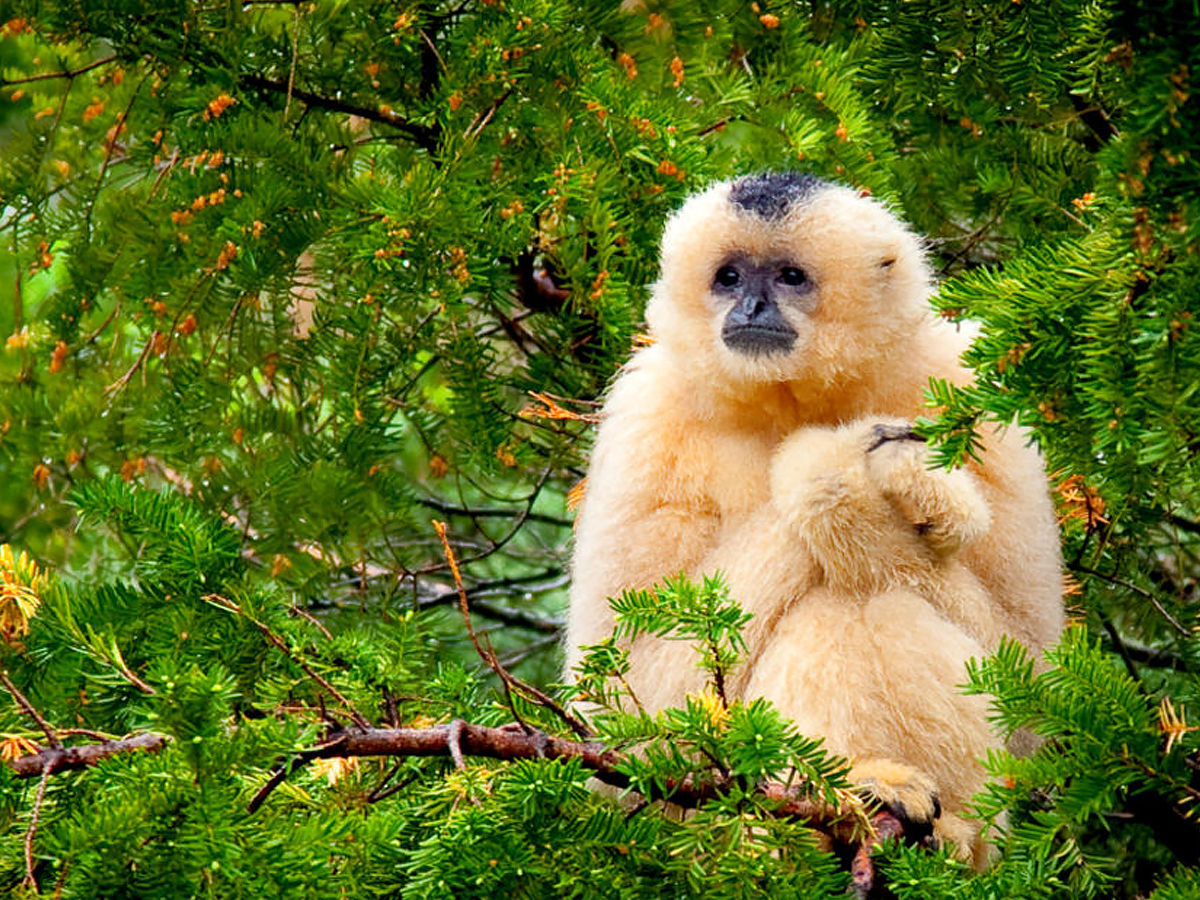 rare baby animals | rare baby animals |