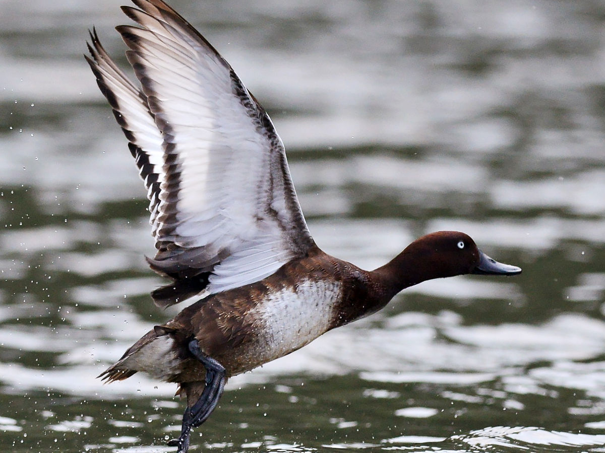 Madagascar Pochard