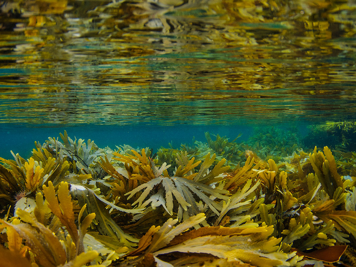 Крупная бурая водоросль. Бурые водоросли ламинария. Бурые водоросли Laminaria. Бурая водоросль (Macrocystis pyrifera),. Келп водоросли.