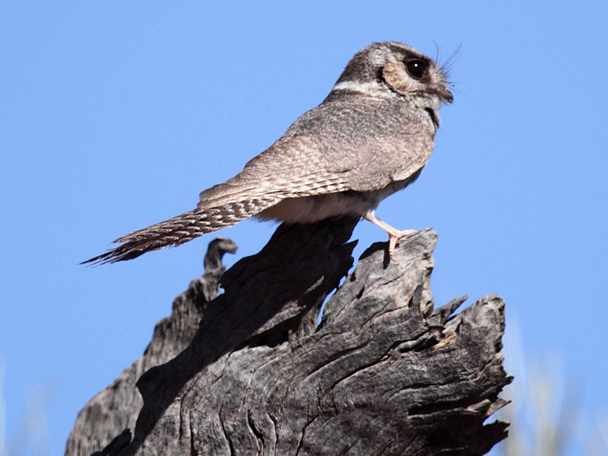 New Caledonian Owlet Nightjar