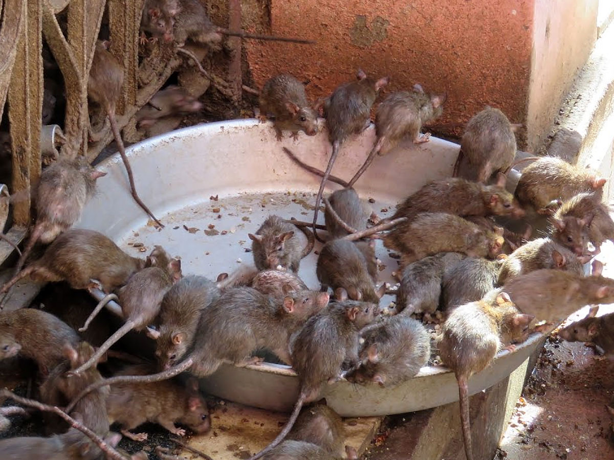 temple where rats are praised 