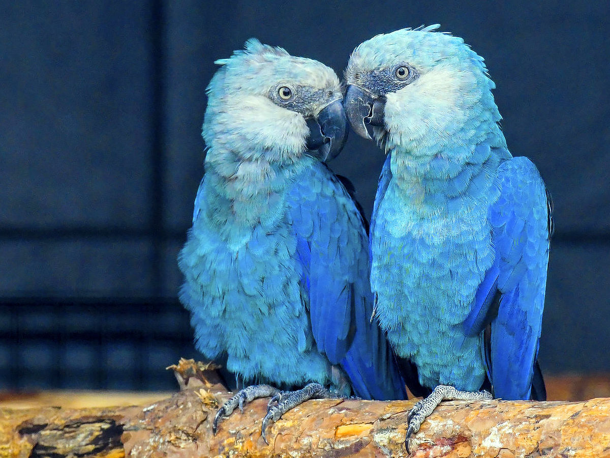 rarest birds Spix’s Macaw