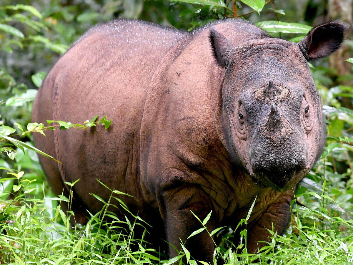 Sumatran Rhino animals 
