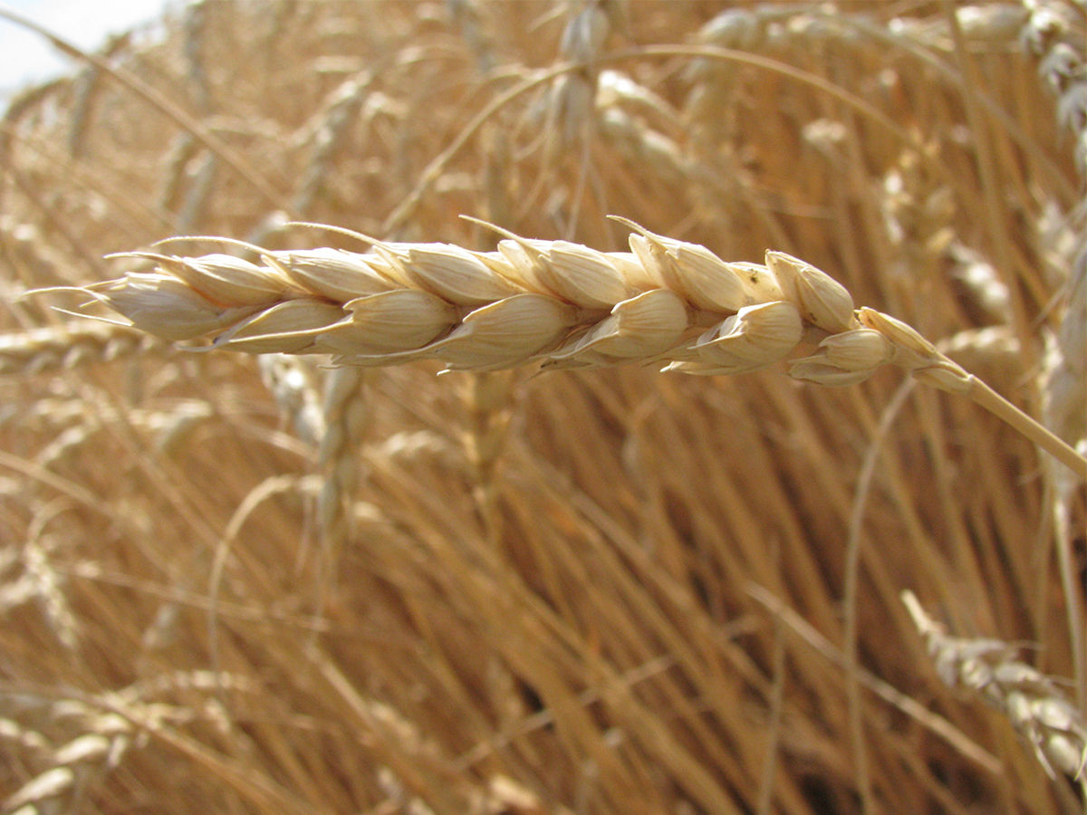 Staple food of Canada Wheat