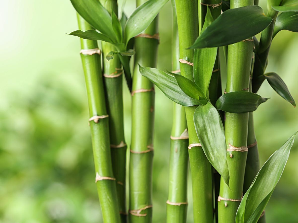 Bamboo crops, bamboo, bamboo images, bamboo wallpaper