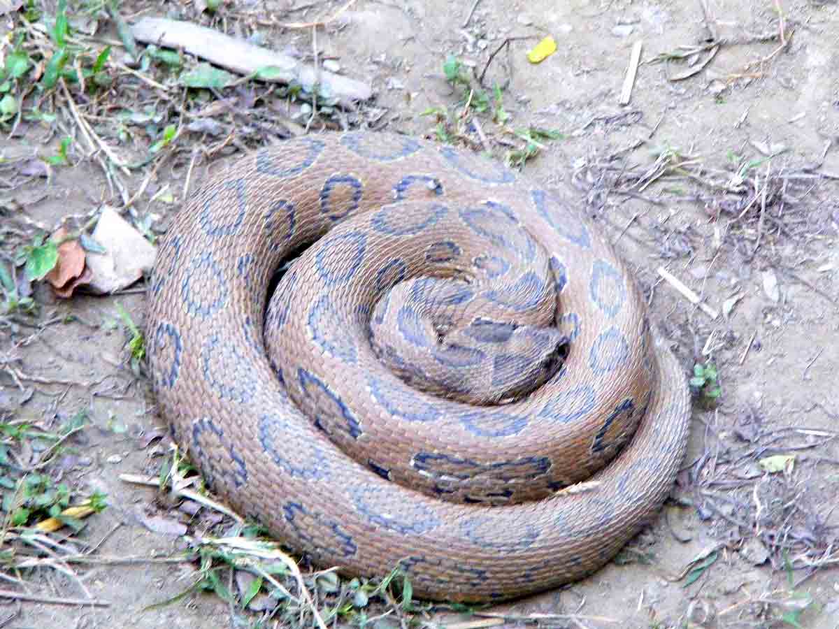 Calcutta snake park