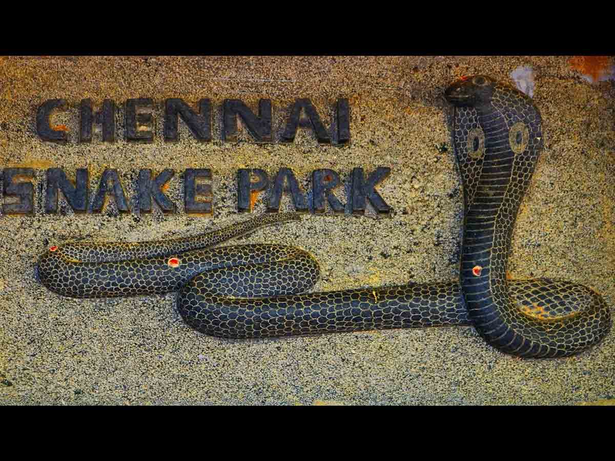 Chennai Snake Park
