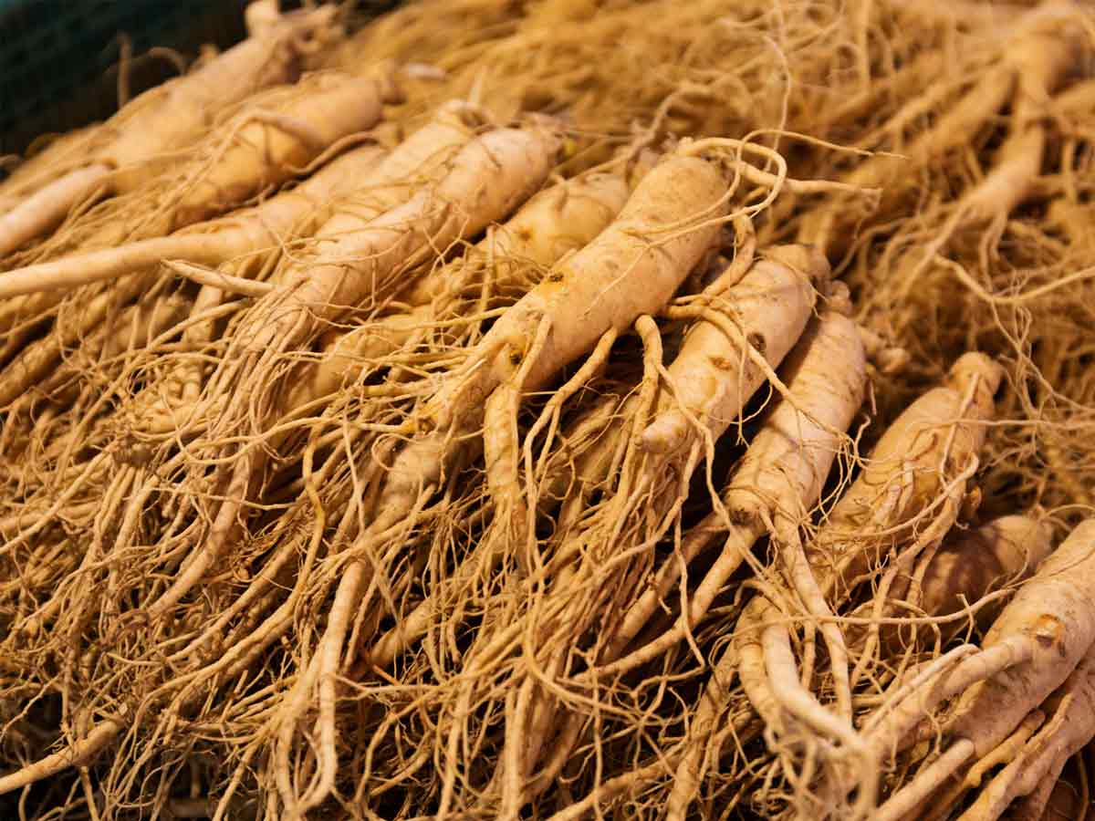 Ginseng crops