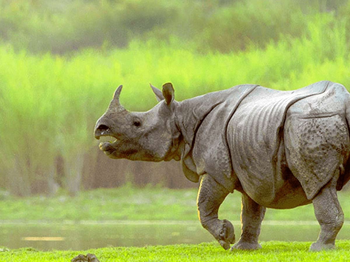 Kaziranga National park