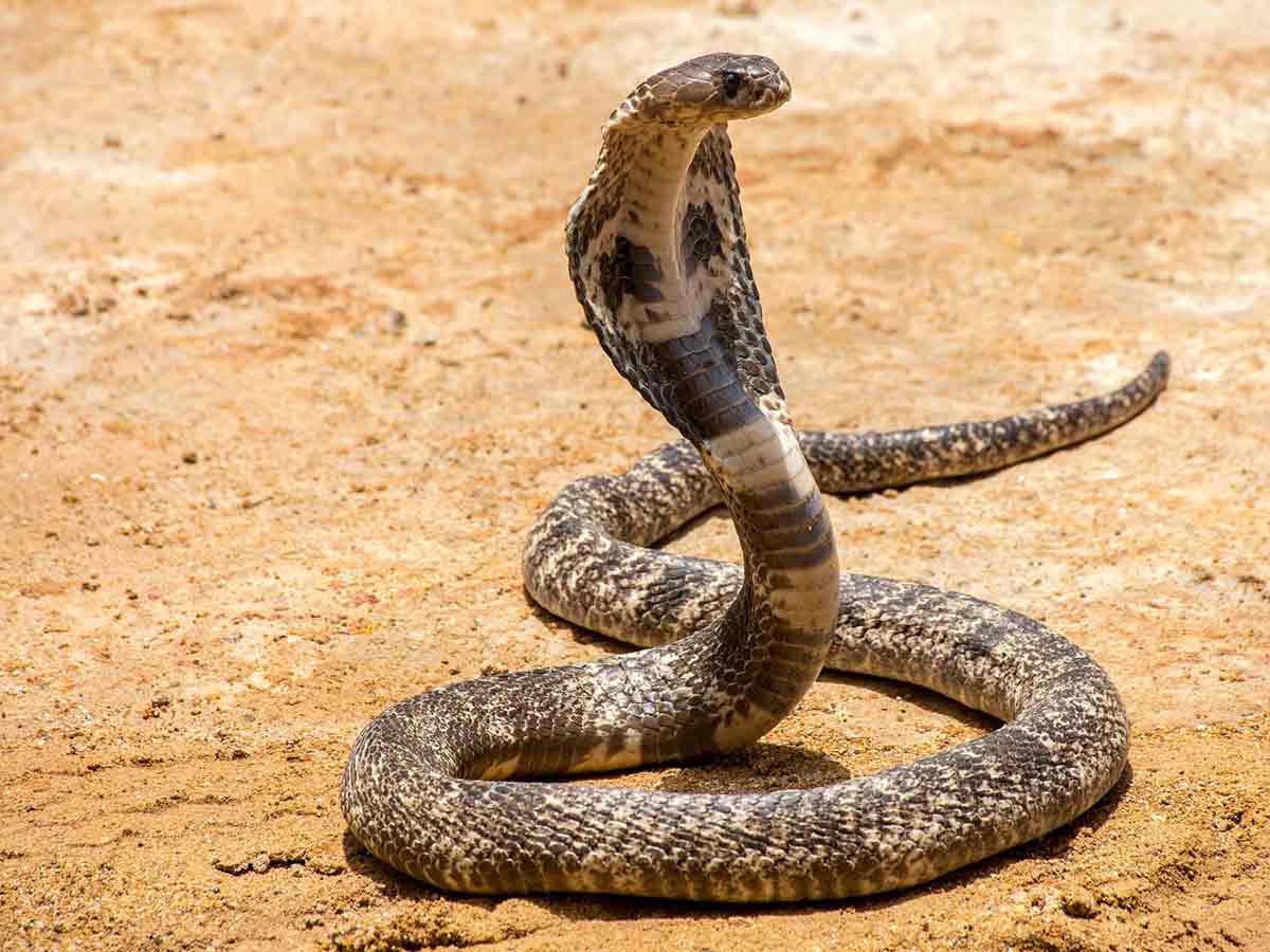 king cobra snakes 