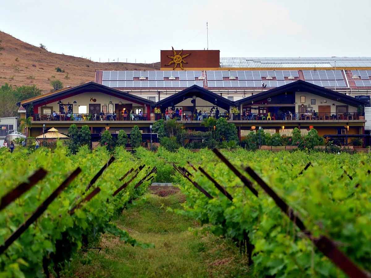 Sula Wineyard
