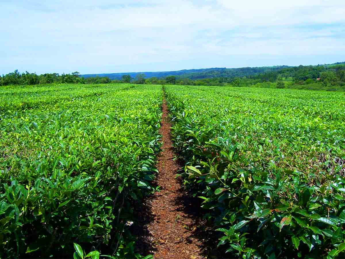 Argentina tea fields