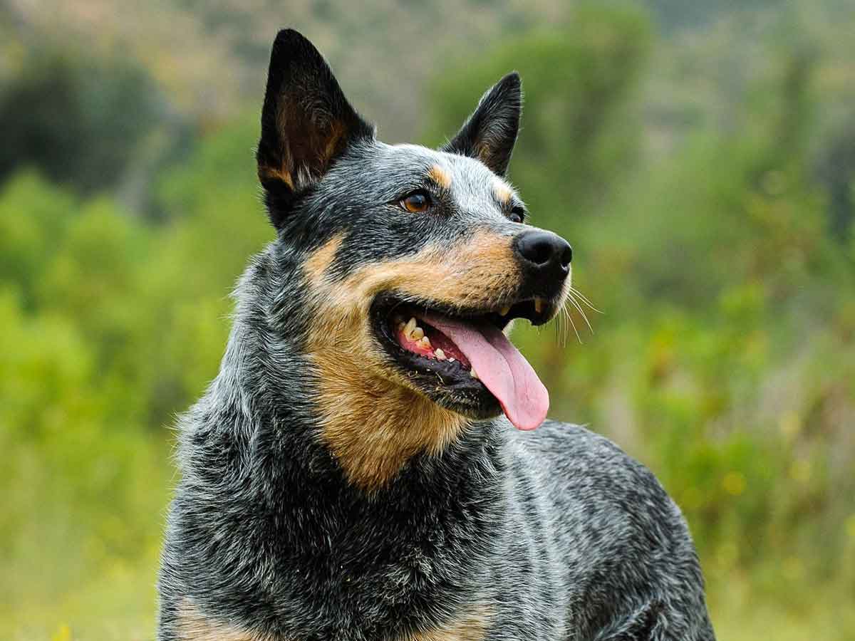 Cattle Dog