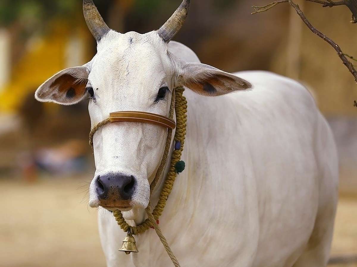 Cow is India's Holy animal