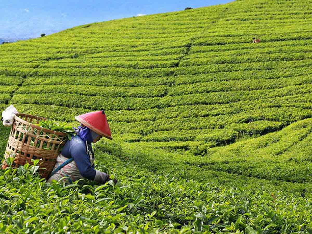 Indonesia tea fields