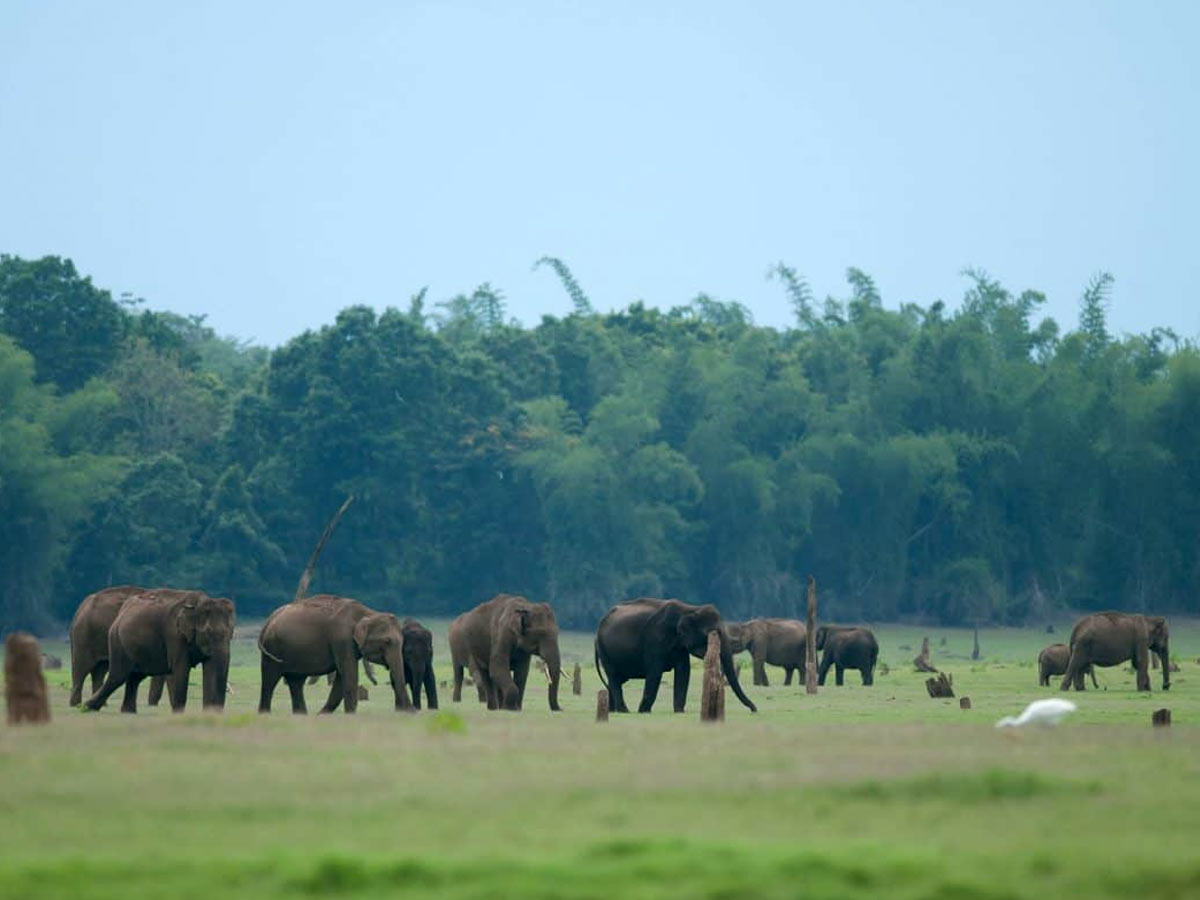 Kabini