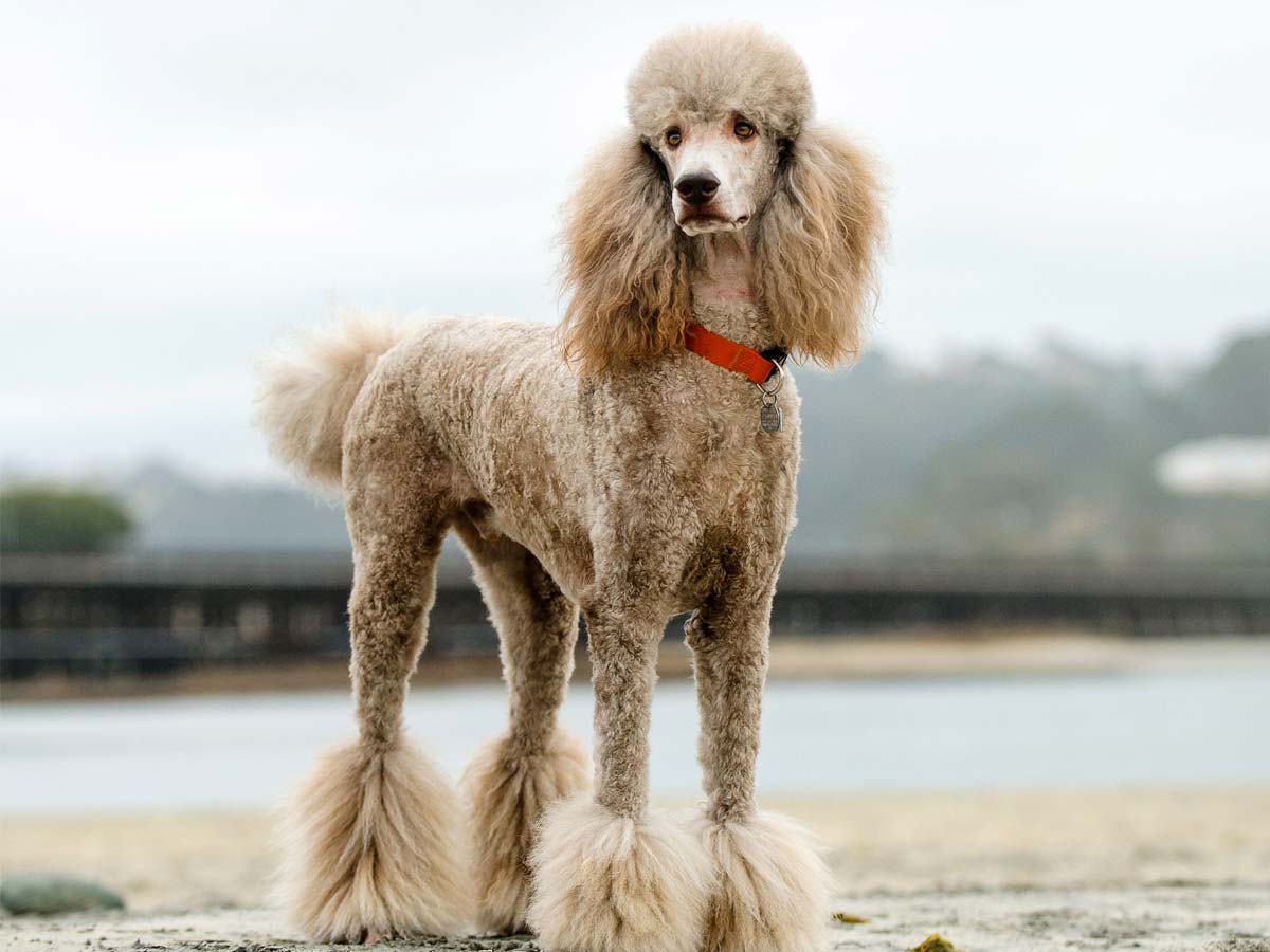 Poodle, french dog