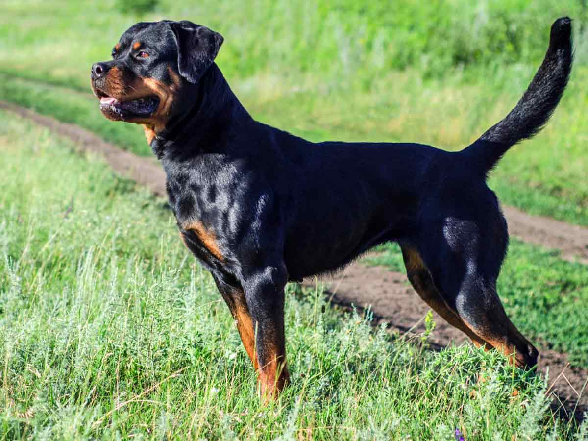 Rottweiler