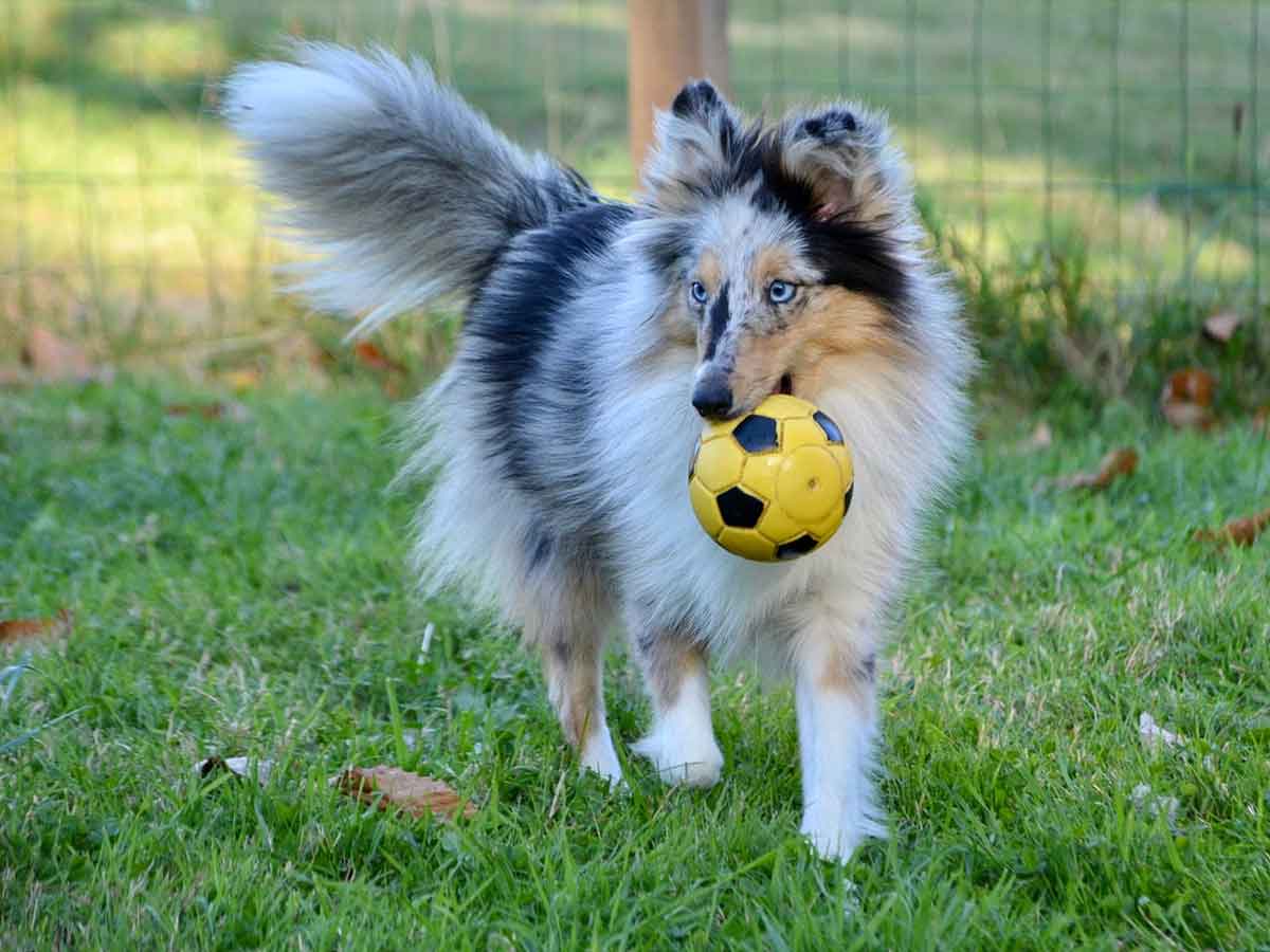 Shetland Sheepdog