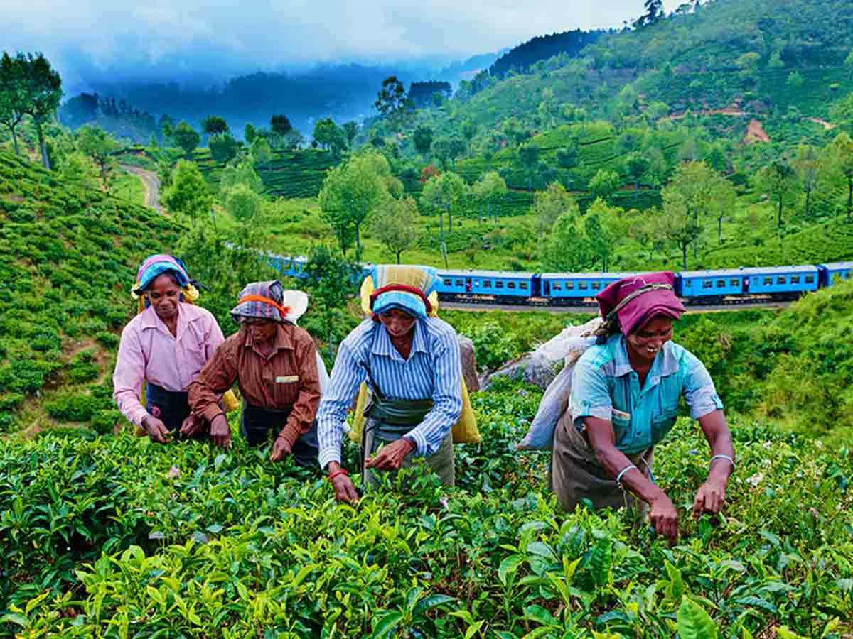 Sri Lanka tea fields