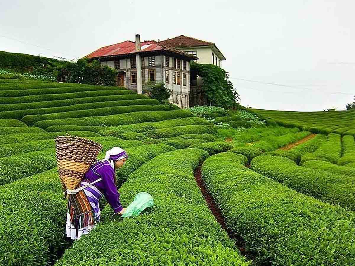 Turkey tea fields