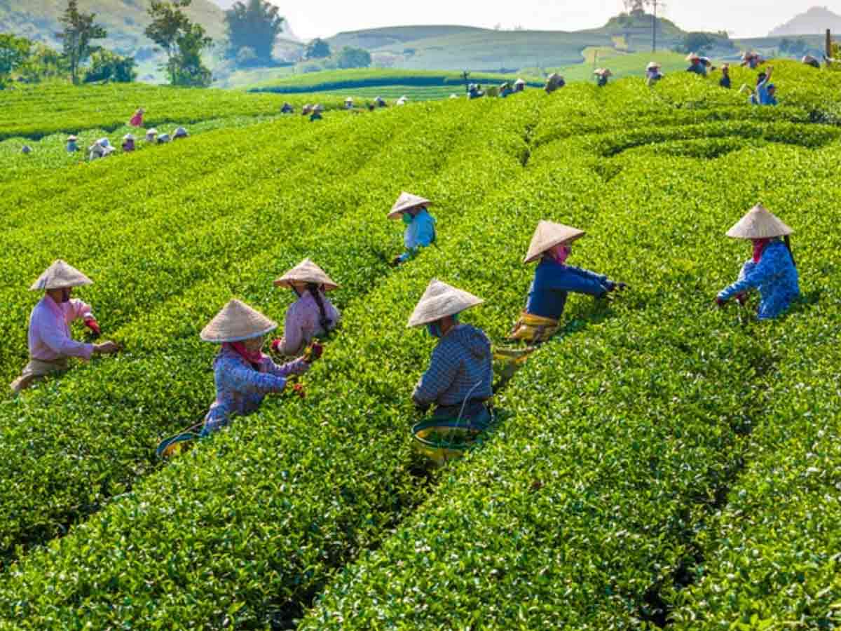 8 Largest Tea producing Nations