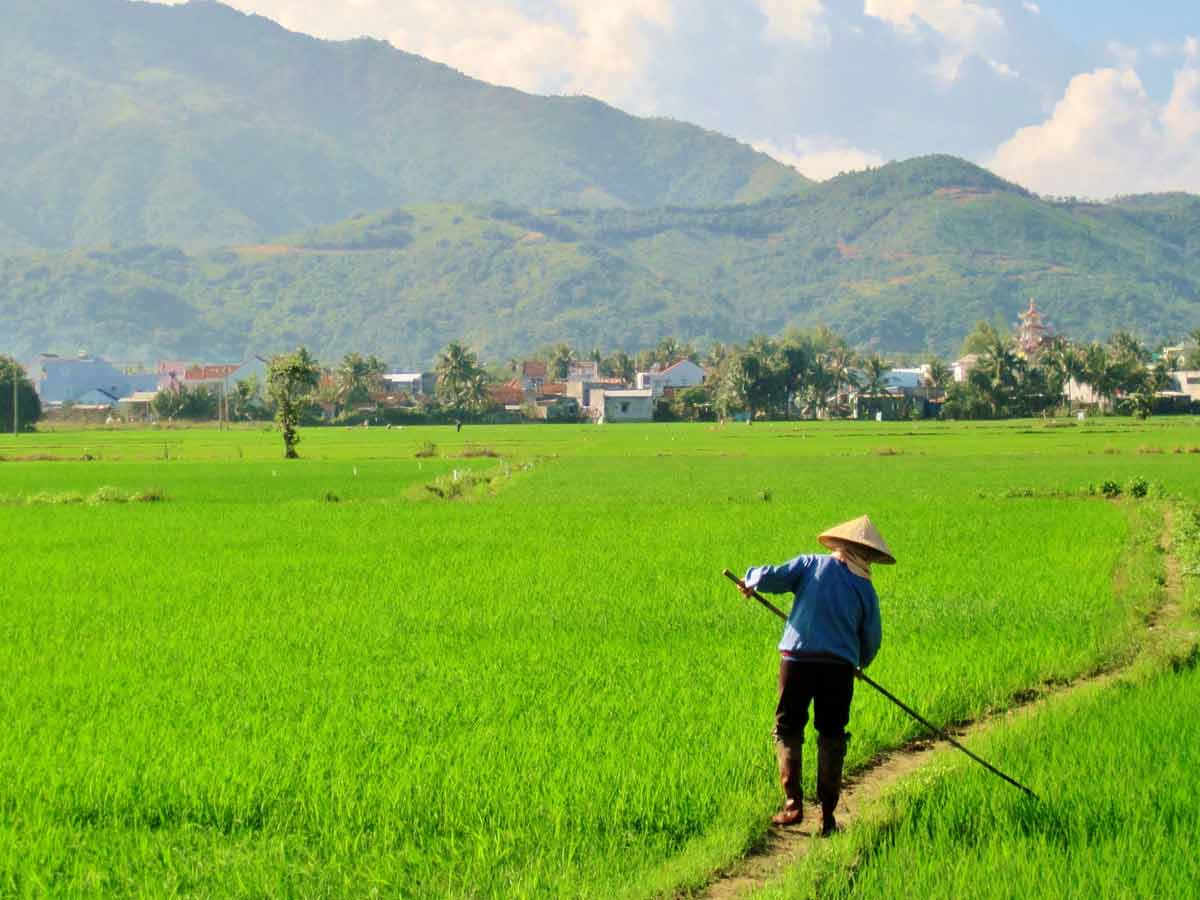 rice production in vietnam