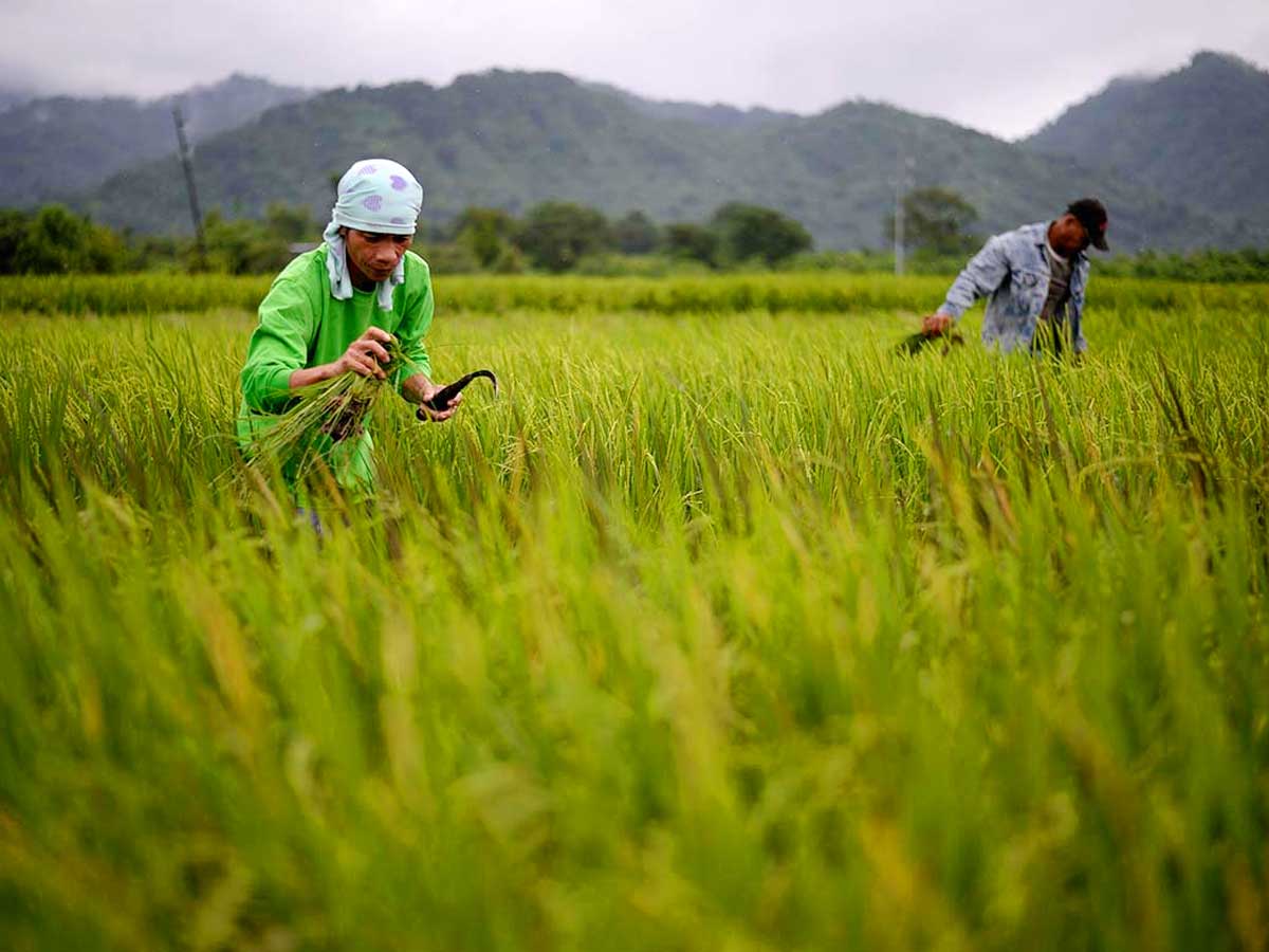 Rice fields in Vietnam