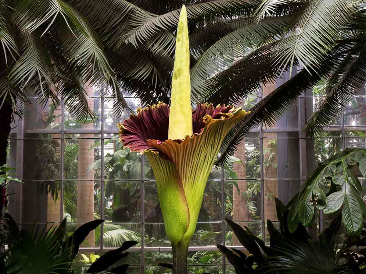 largest flowers