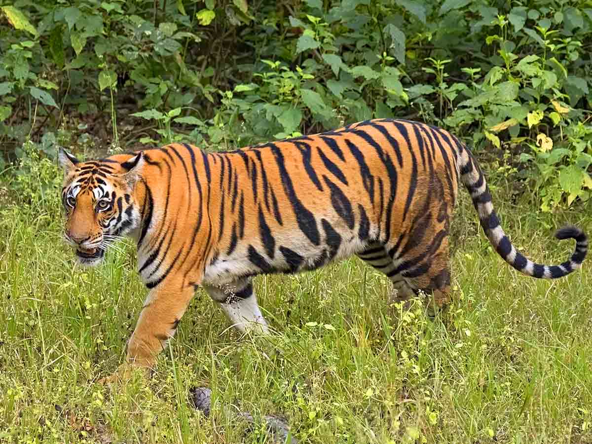 A bengal Tiger